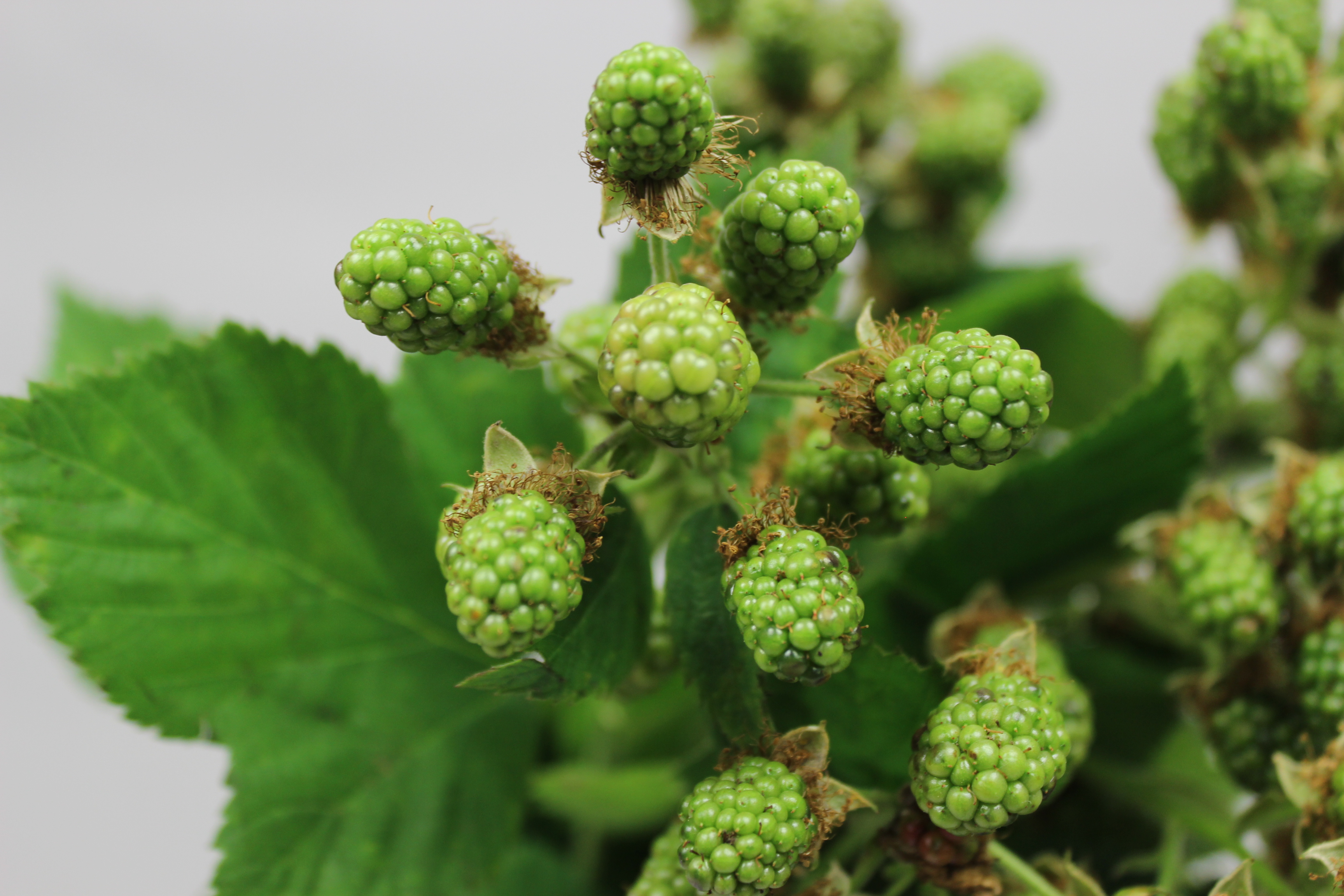 ブラックベリー サマーグリーン | FLORE21